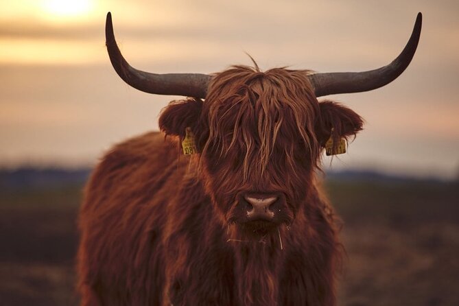 Luxury Private Tour of The Highlands & Loch Ness from Edinburgh - Kilmahog hairy coos and the Trossachs: animals, then Scotland’s first national park