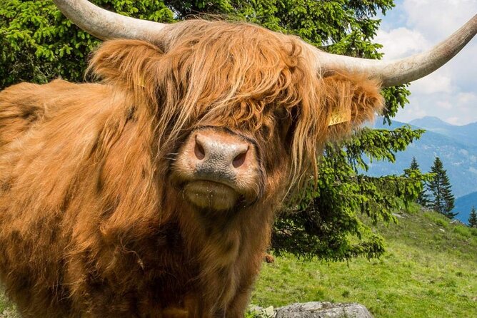 Oban and Glencoe and Highlands Day Tour from Glasgow - Glencoe: quick stop, big mood