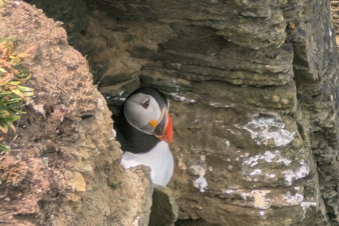 Orkney Echoes Private Half Day Tour - Key highlights to look for