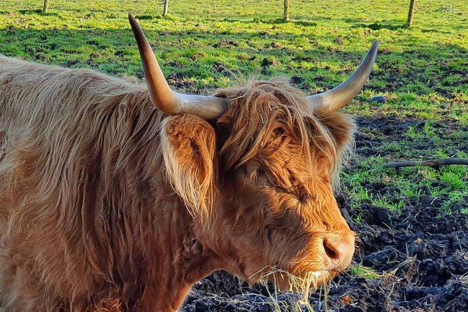 Private Central Highlands Driving Tour - From Edinburgh pickup to the 9:00 am rhythm, what the day feels like
