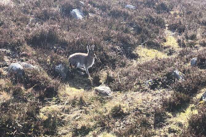 Private Guided Mountain Walking Experience in the Cairngorms - Safety and navigation on a real mountain day