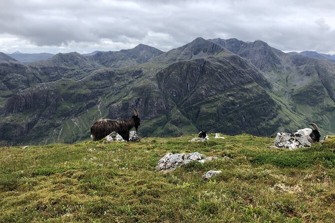 Private Guided Mountain Walking Experience in the Cairngorms - Price and value: what $196.08 gets you in the Highlands