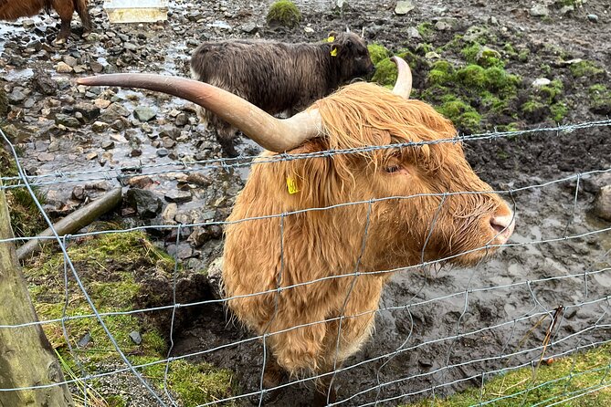 Private Scottish Highlands and Loch Ness Tour from Edinburgh - Kilmahog Comfort Stop and Hairy Coos for a Quick Reset