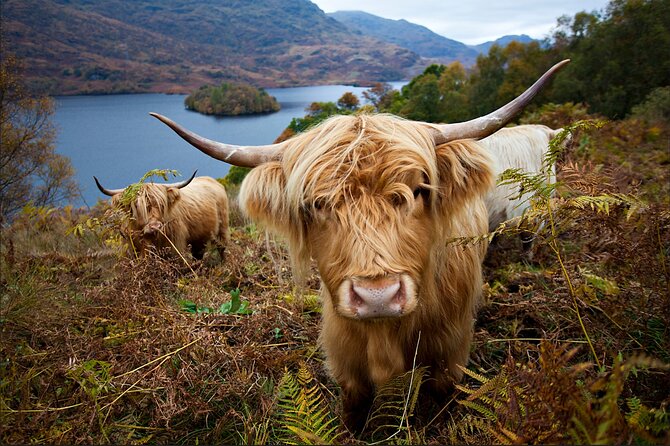 Private Tour of Loch Ness, Glencoe and Highlands from Edinburgh - Dalwhinnie Distillery and the Commando Monument in the same sweep