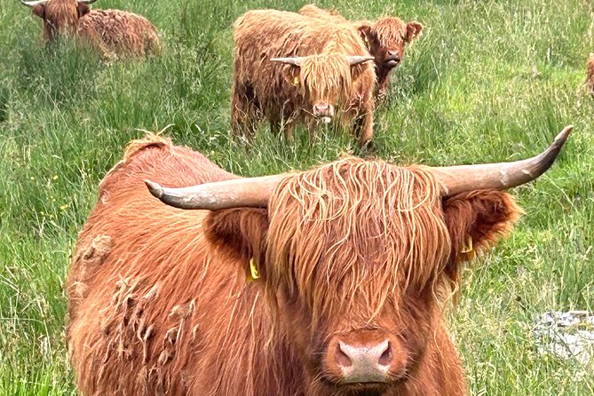 Private Tour of Loch Ness, Glencoe and Highlands from Edinburgh - Rannoch Moor and Loch Tulla: the desolate views you remember