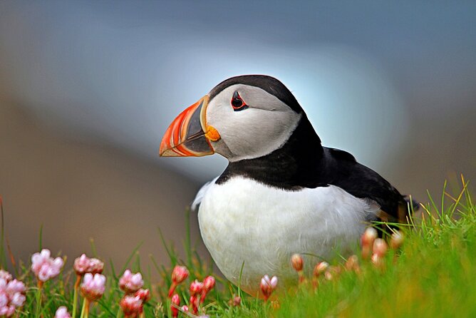 Puffin Boat Trip & Tantallon Castle Day Trip from Edinburgh - Key Highlights You Should Know