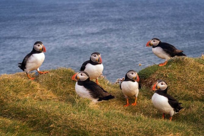 Puffin Boat Trip & Tantallon Castle Day Trip from Edinburgh - Scottish Seabird Centre Boat Ride: Real Puffin Viewing Depends on Conditions