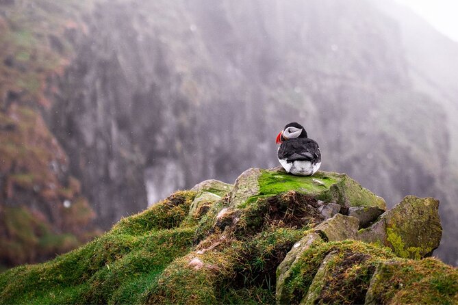Puffin Boat Trip & Tantallon Castle Day Trip from Edinburgh - Who This Day Trip Fits Best (And Who Should Rethink)