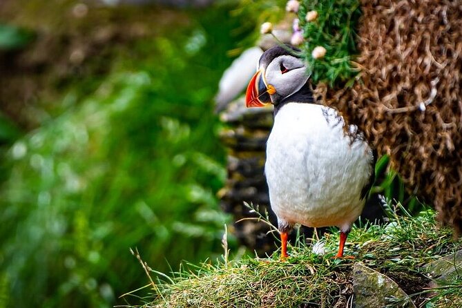Puffin Tour - Quick Highlights