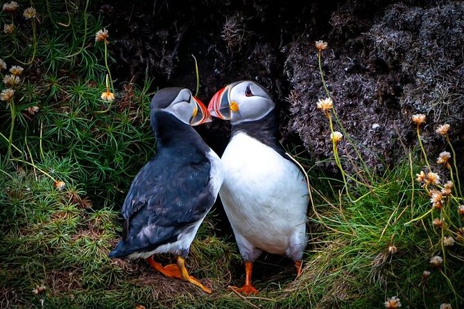Puffin Tour - Puffins and Seabirds at Duncansby Head