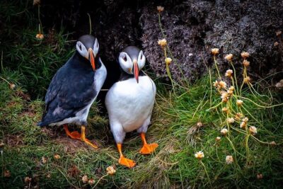 Puffin Tour