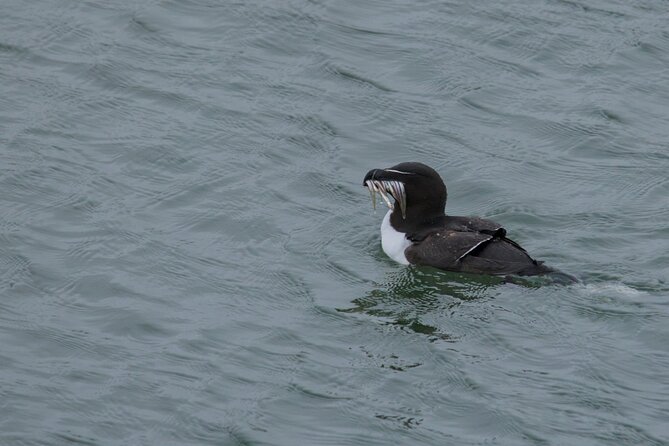 Puffin Tour - Spotting Success Tips for a Puffin-Focused Outing