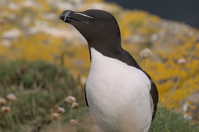 Puffin Tour - Weather, Wind, and the Real Rules of Coastal Birding