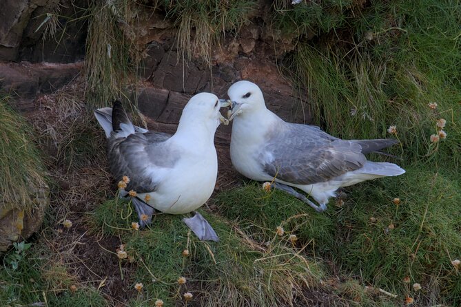 Puffin Tour - Who Should Book This Puffin Tour in the Highlands?