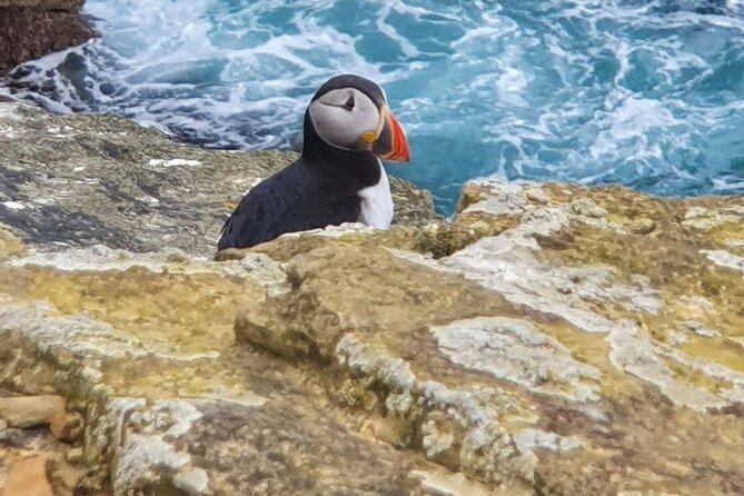 Scapa Tours - Yesnaby Cliffs and Scorradale Road: sea views with a walk option