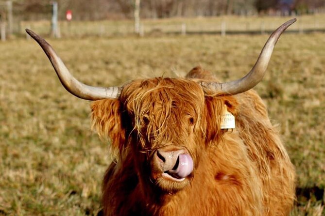 Scotland Lochs & Glens Day Tour - Kilmahog Highland cows and souvenir time