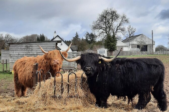 Scottish Whisky Distillery & Fairytale Dunrobin Castle - Balblair Distillery: the one whisky stop that actually matters