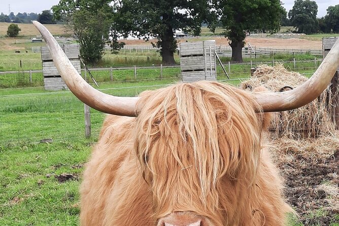 Scottish Whisky Distillery & Fairytale Dunrobin Castle - Dornoch village, the bookshop detour, and a look at the cathedral area