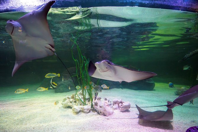 SEA LIFE Loch Lomond General Admission Ticket - Tickets and timing that actually matter