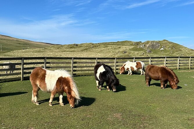 Shetland Pony Express - Why the Shetland Pony Express fits even a short Lerwick stop