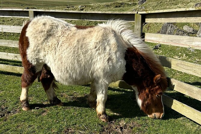 Shetland Pony Express - Scalloway first stop: small-town sights and what you can do in one hour