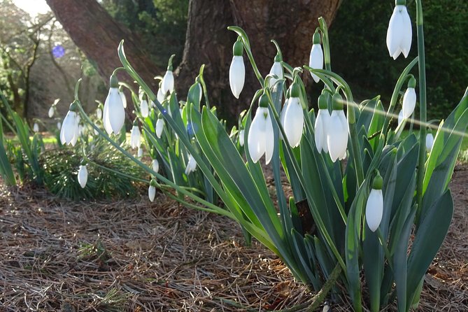 Skip-the-Line: Botanic Garden Entry Ticket - Getting There: Location and Getting Around Dundee