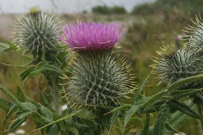 St Andrews Private Personal Driving Day Tour Six Hours - Door-to-Door Pickup from Edinburgh, Then a Scenic Route