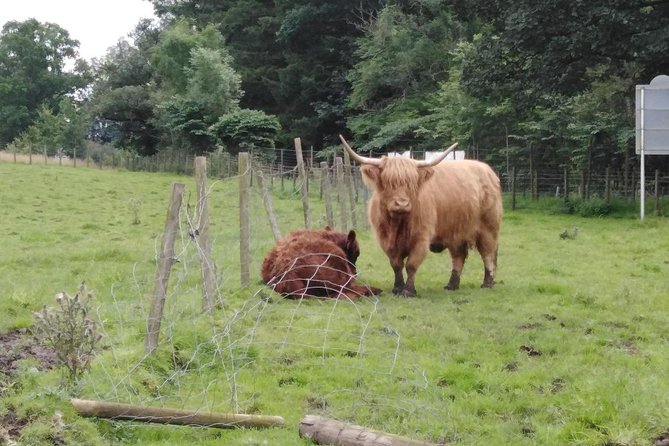 Stirling Castle, Hairy Coo's & The Trossachs - Kelpies and The Helix, giants you can walk right up to