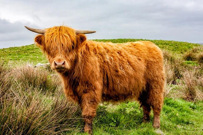 Stirling Castle The Trossachs & Loch Lomond - Kilmahog Woollen Mill, and the Hamish and Honey cow-feeding option