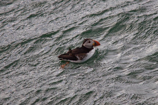 Stunning 90-Minute Firth of Forth Sightseeing Cruise Adventure - Wildlife on the Firth of Forth: seals, seabirds, and puffins in season