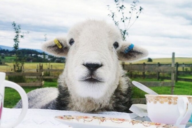 Tea with Naughty Sheep - A farm-meadow afternoon tea near Stirling and Loch Lomond