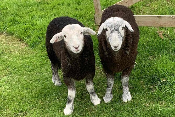 Tea with Naughty Sheep - Getting to Tuair House in Gartmore without stress