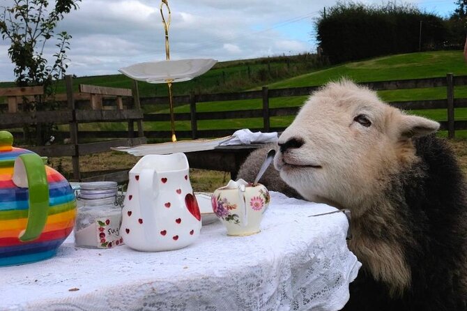 Tea with Naughty Sheep - What your 1 hour 45 minutes actually feels like