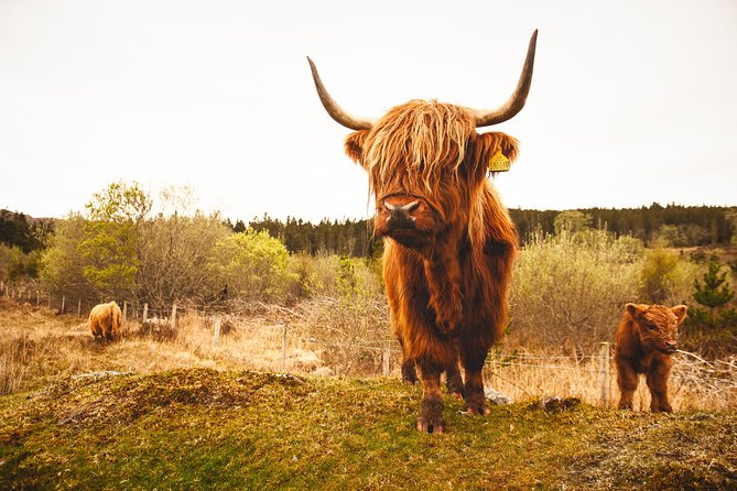 Torridon, Applecross and Eilean Donan Castle Small-Group Day Tour from Inverness - Shieldaig and the famous twisty roads