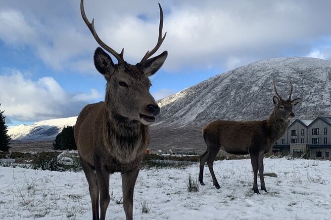 Ultimate Day tour Edinburgh: Glencoe, Highland Cows, Loch Lomond - Glencoe: Skyfall and Harry Potter Meets Real 1692 History