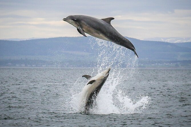 Wildlife Watching Boat Tour - Key Things I’d Do First on This Boat Tour