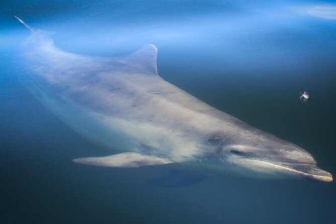 Wildlife Watching Boat Tour - Where You Sit Matters: The Back Row Sea Spray Tip