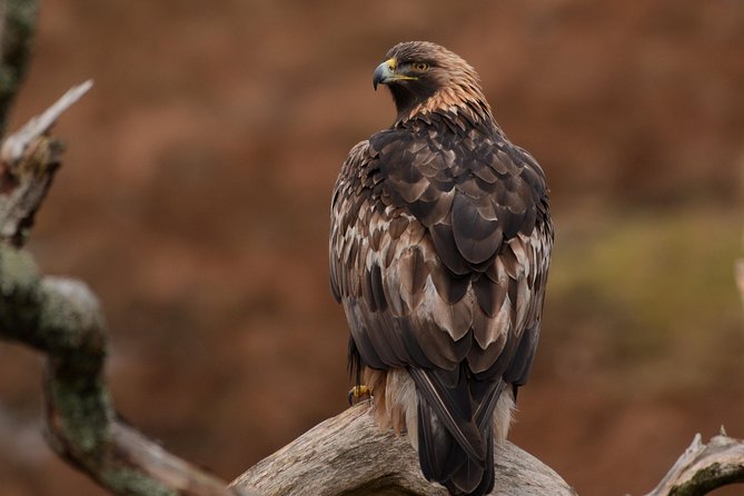 Wildlife Watching Safari by Vehicle & Walks / Photography workshops with a Guide - The vibe: calm watching, then hands-on photography help