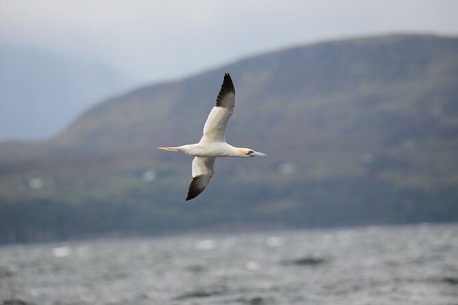 Wildlife Watching Safari by Vehicle & Walks / Photography workshops with a Guide - Plockton: the coastal setting where wildlife can show up close