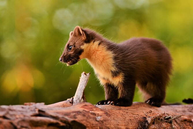 Wildlife Watching Safari by Vehicle & Walks / Photography workshops with a Guide - The wildlife targets you can build your day around